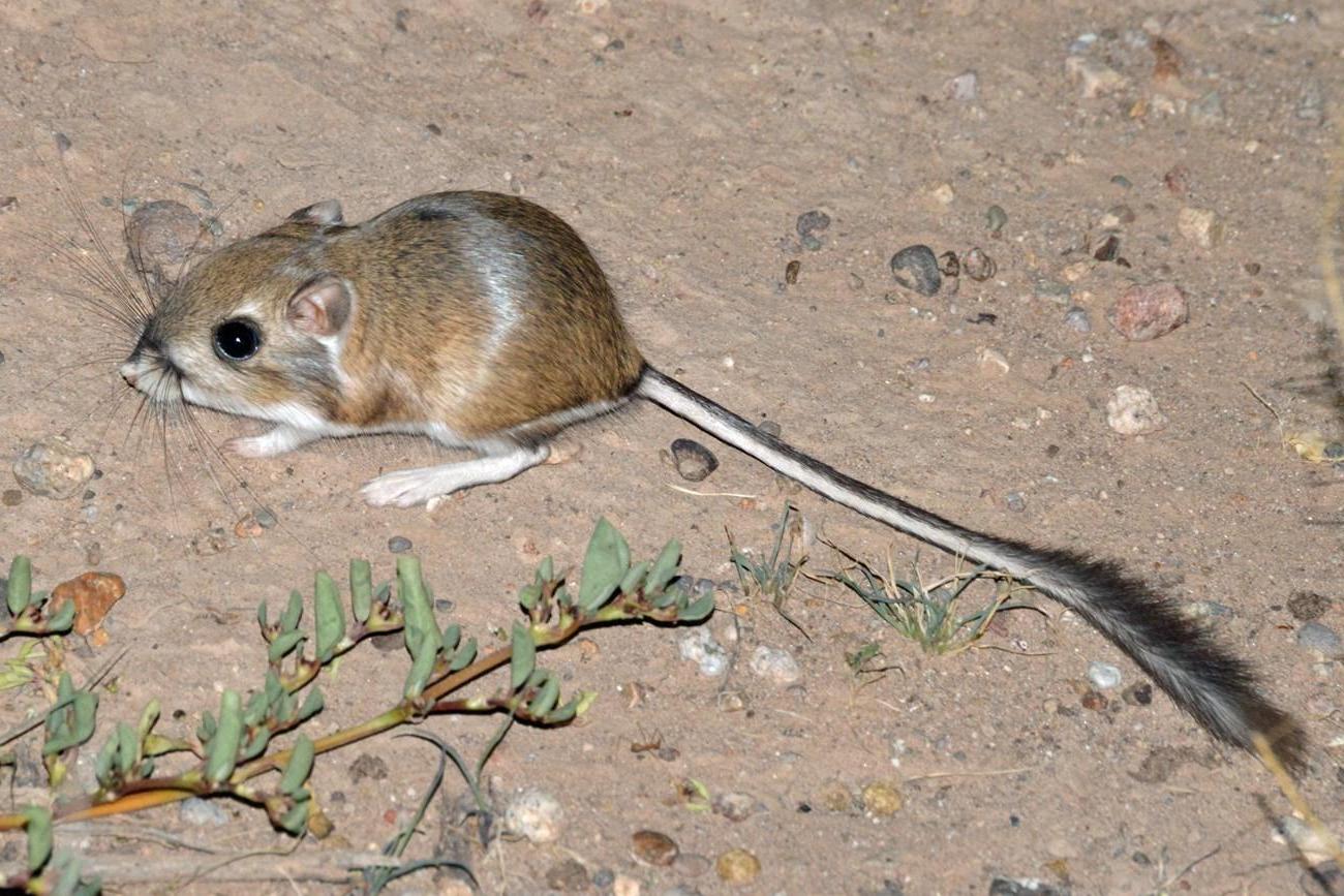 kangaroo rat